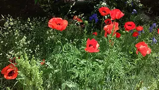 poppies growing