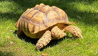 tortoise get up and go went