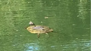 Turtle just keep swimming South Carolina